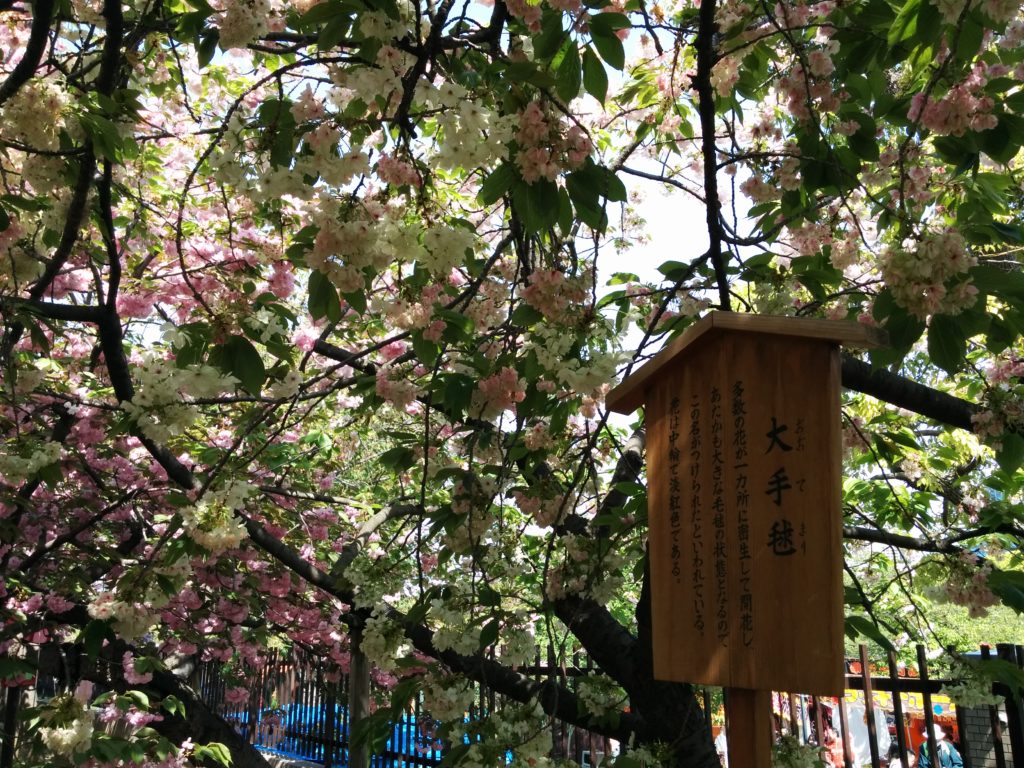 造幣局桜の通り抜け2018-写真66枚