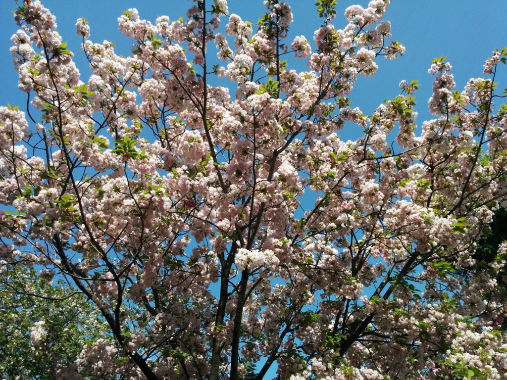 造幣局桜の通り抜け2018-写真66枚