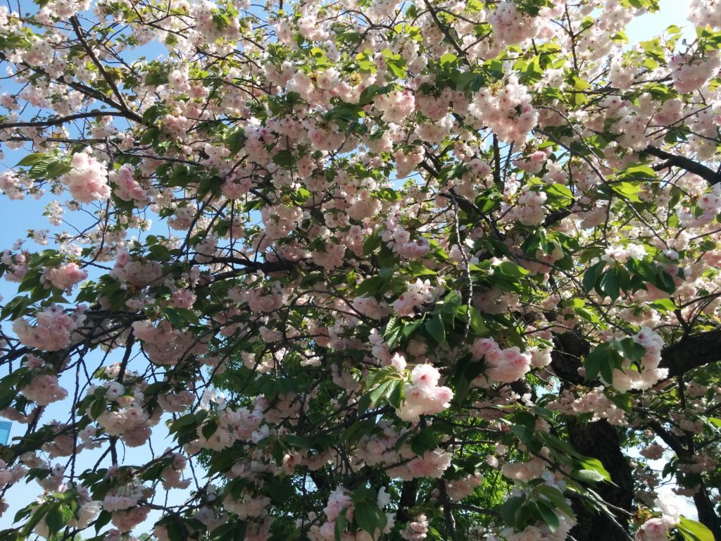 造幣局桜の通り抜け2018-写真66枚