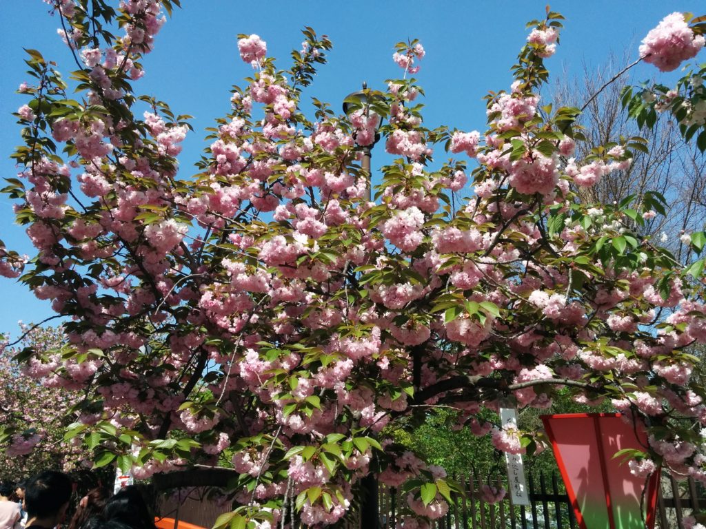 造幣局桜の通り抜け2018-写真66枚