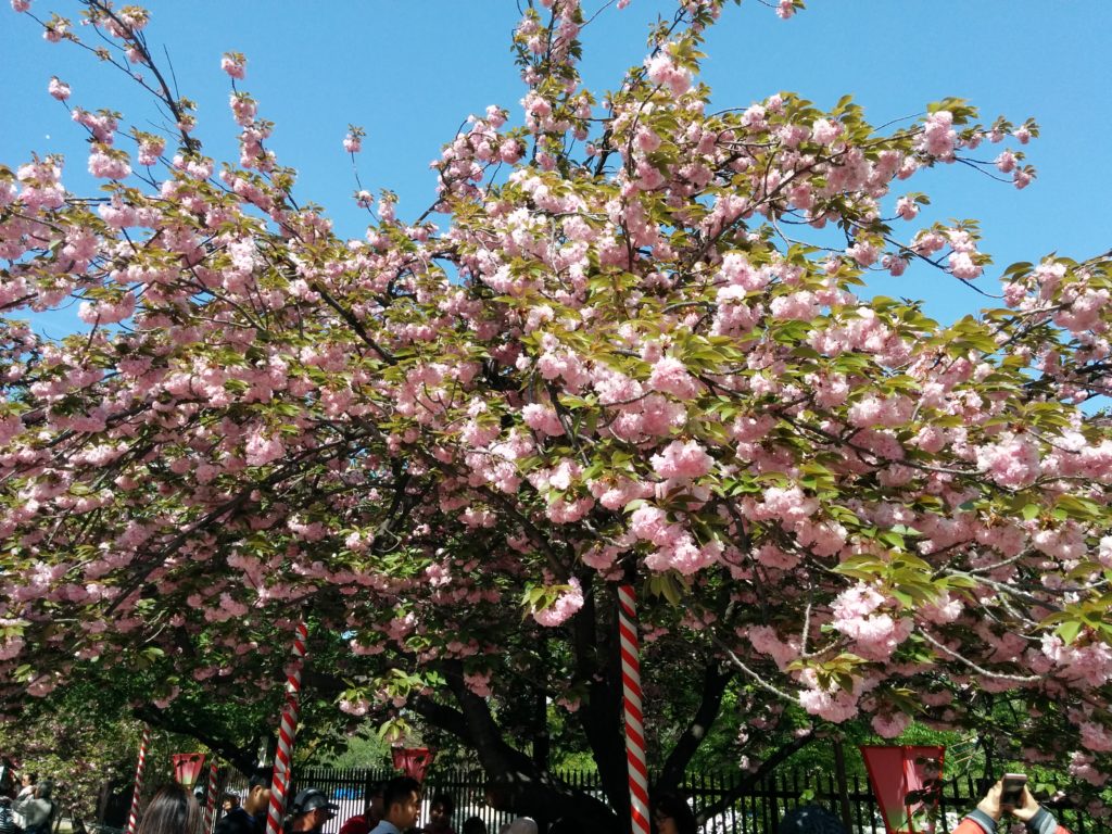 造幣局桜の通り抜け2018-写真66枚