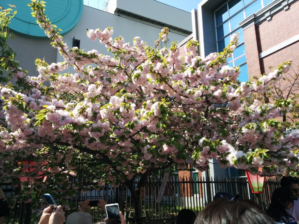 造幣局桜の通り抜け2018-写真66枚
