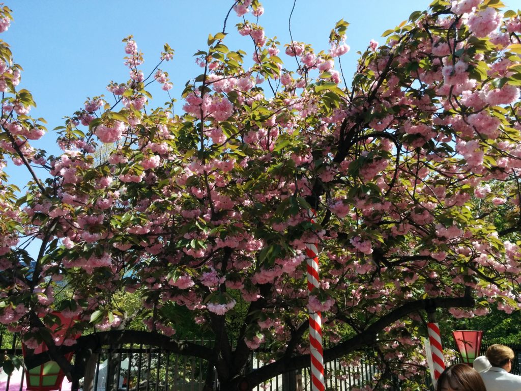 造幣局桜の通り抜け2018-写真66枚