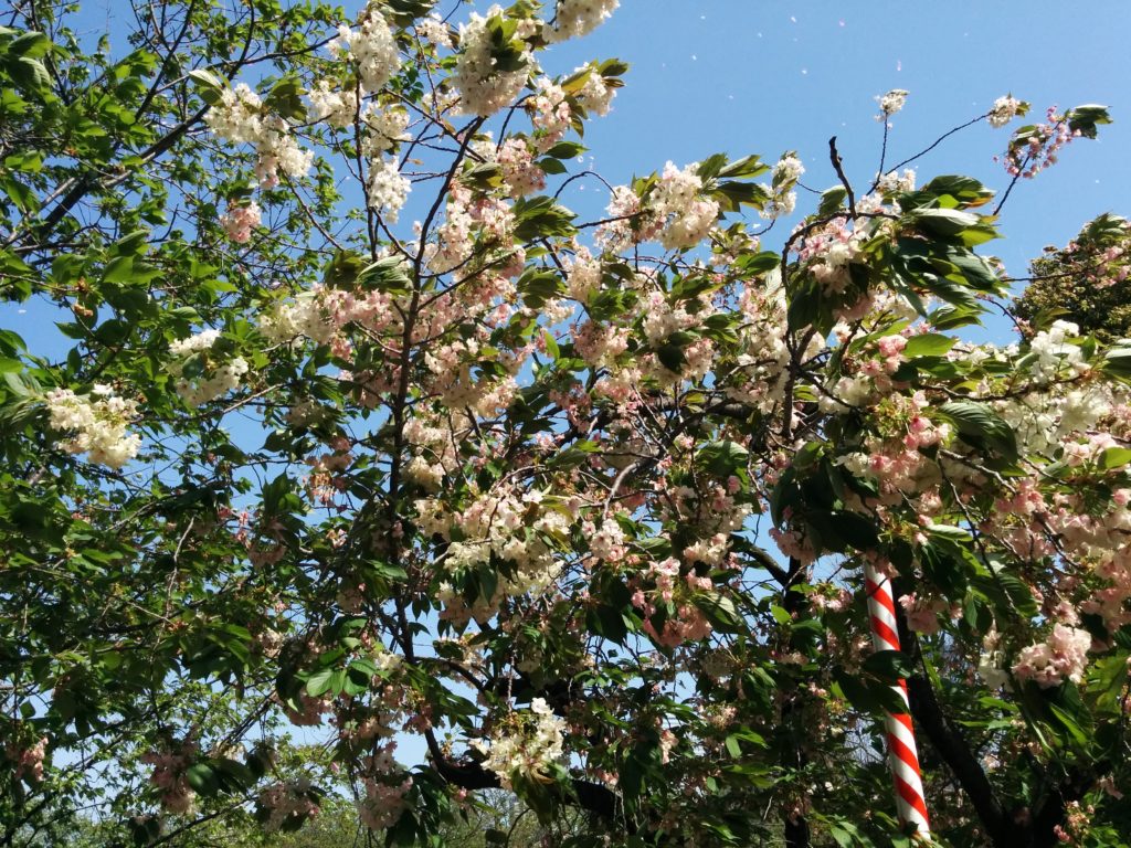 造幣局桜の通り抜け2018-写真66枚