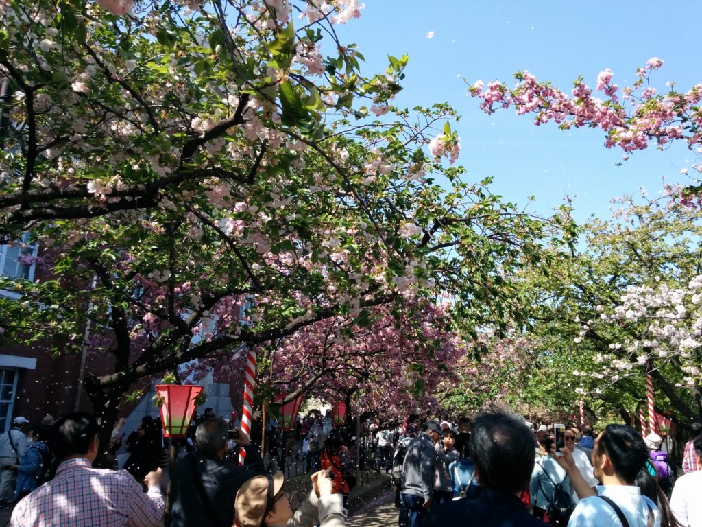 造幣局桜の通り抜け2018-写真66枚