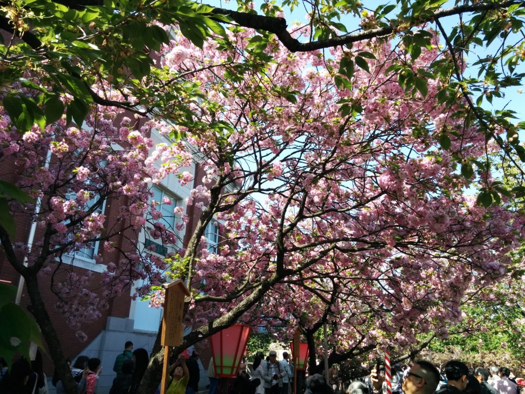 造幣局桜の通り抜け2018-写真66枚