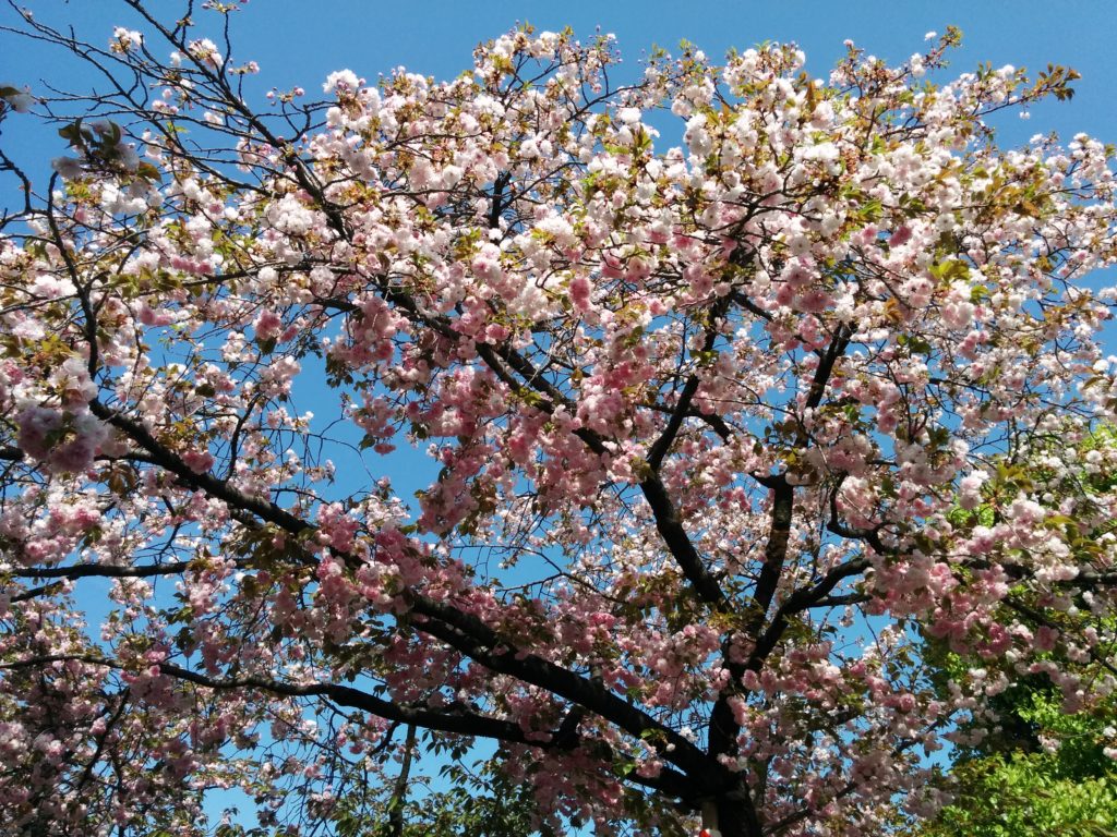 造幣局桜の通り抜け2018-写真66枚
