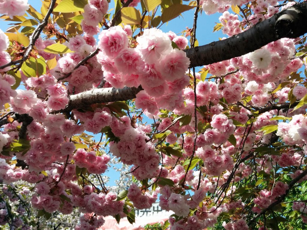 造幣局桜の通り抜け2018-写真66枚