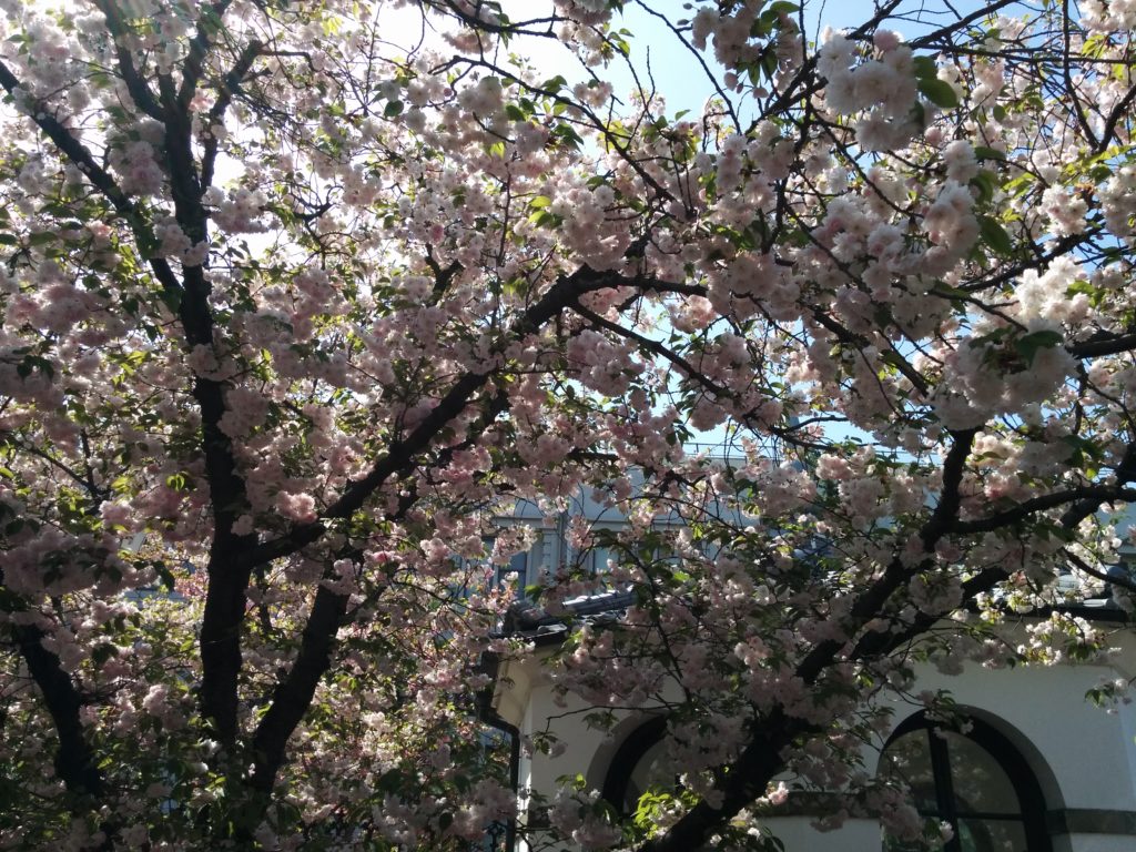 造幣局桜の通り抜け2018-写真66枚
