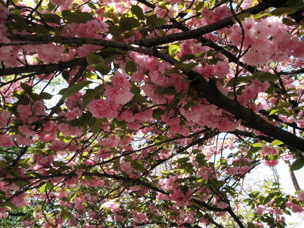 造幣局桜の通り抜け2018-写真66枚
