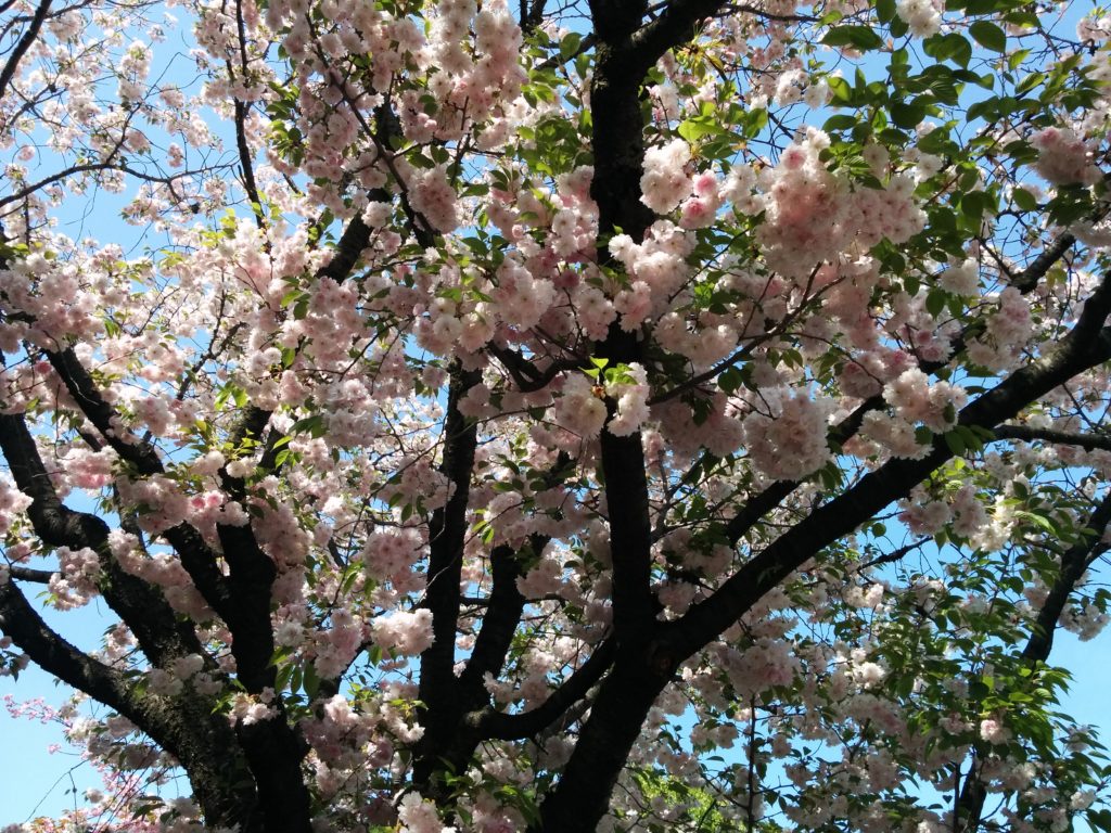造幣局桜の通り抜け2018-写真66枚