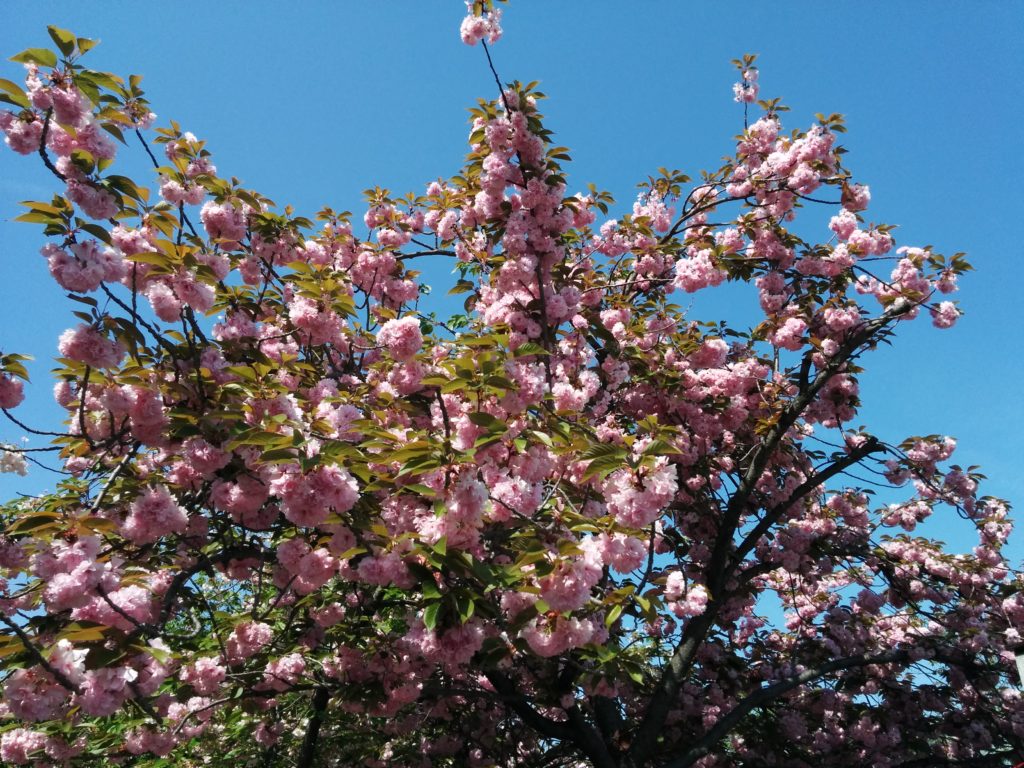 造幣局桜の通り抜け2018-写真66枚