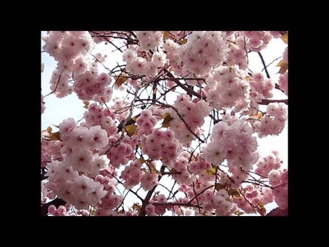 大阪・造幣局の桜の通り抜け
