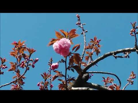 平成最後の桜の通り抜け2019(大阪・造幣局)