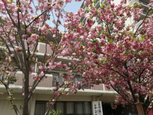 造幣局 桜の通り抜け2022