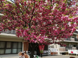 造幣局 桜の通り抜け2022